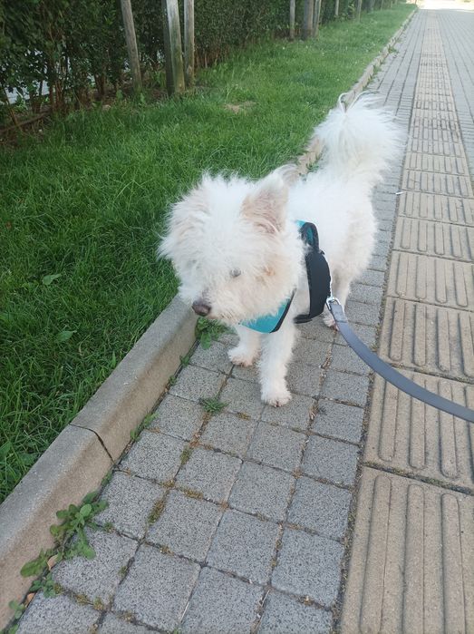 Разхождане на кучета