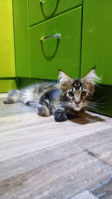 Продам котёнка Мэйн Кун