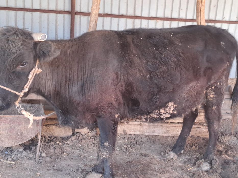 Сиыр бар май семіз