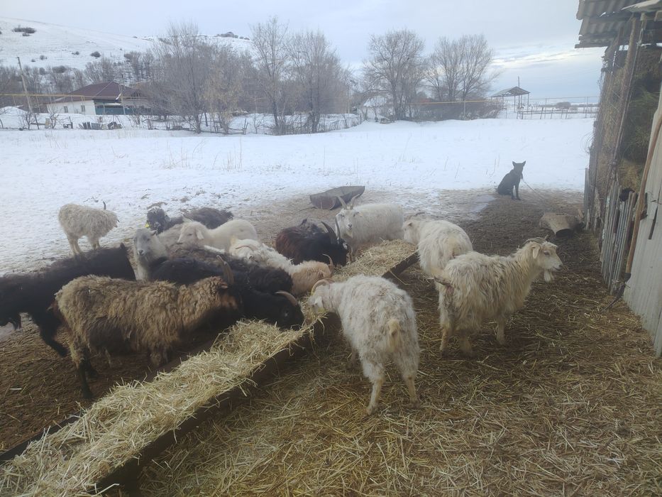 Продам коз коз коз