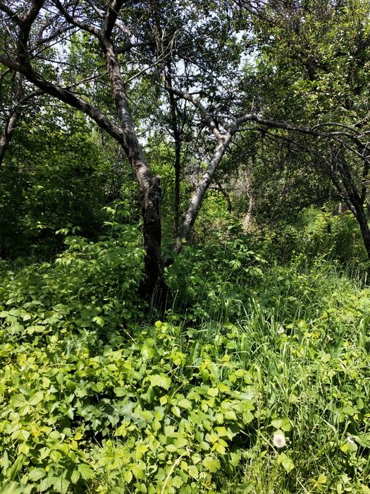 Продам дачу (6 соток)! Долан