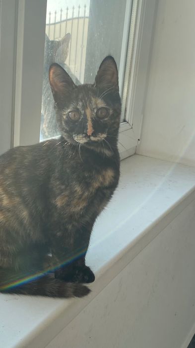 Ofer spre adopție pisici