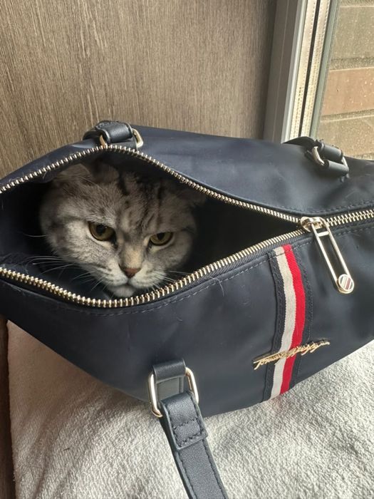 Отдам в добрые руки, британку