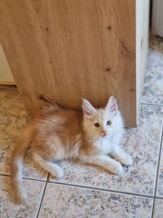 Котенца Мейн Куун