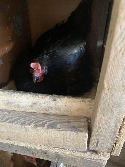 Прадается Куры Квочки молодые