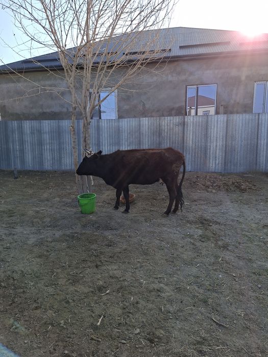 Продаётся корова