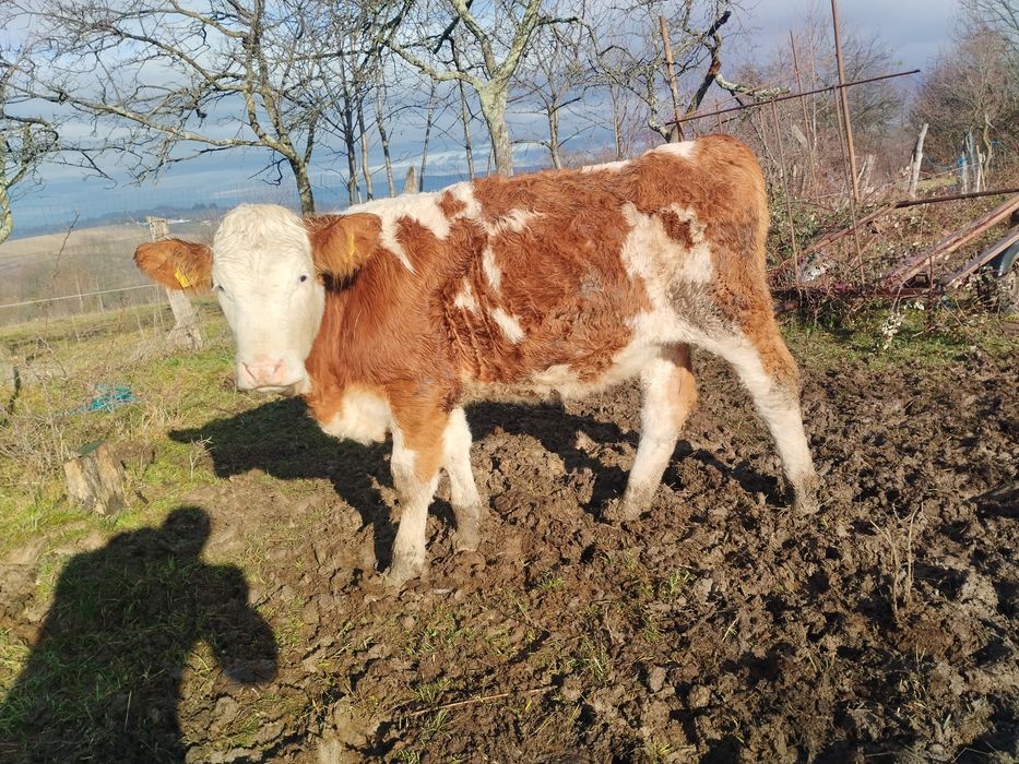 Vând vițea bălțată