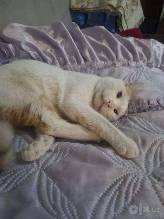 Pshik xadiyaga beriladi