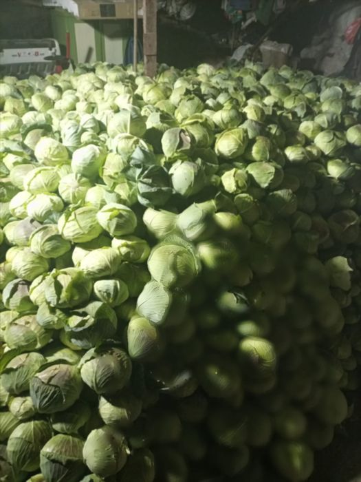 Vând varză de toamnă plată cu frunza subtire