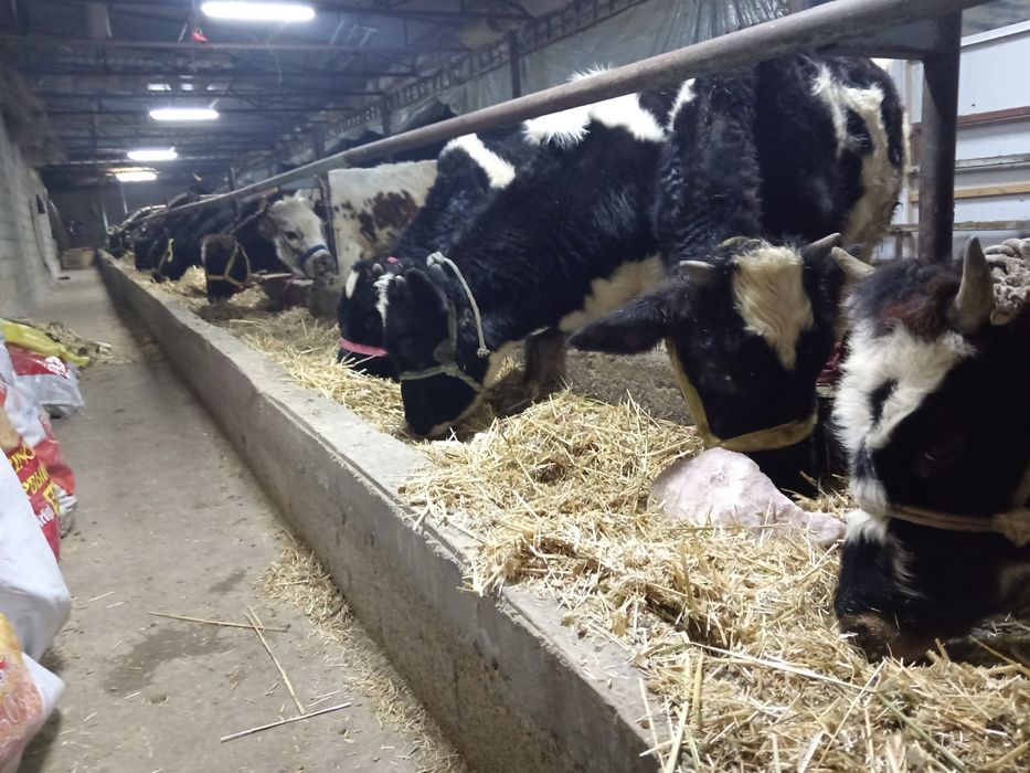 Ona bola sigir sotiladi 17 millon