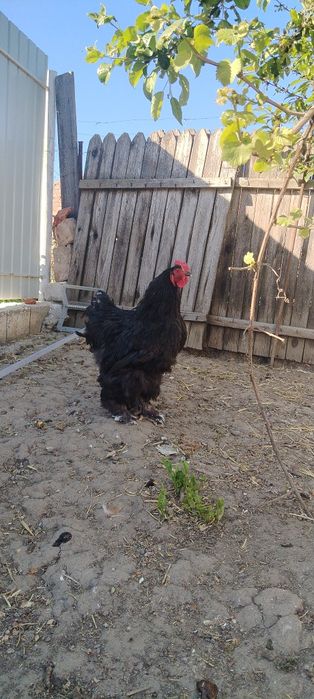 Găini de rasă  brahma