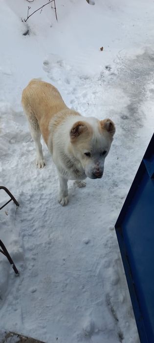 Отдам алабая в хорошие руки