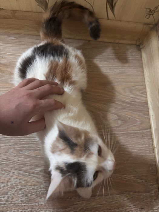 ДомащняяКошечкаМася