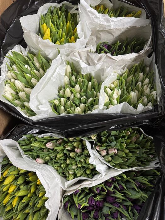 Тюльпаны к 8 марта