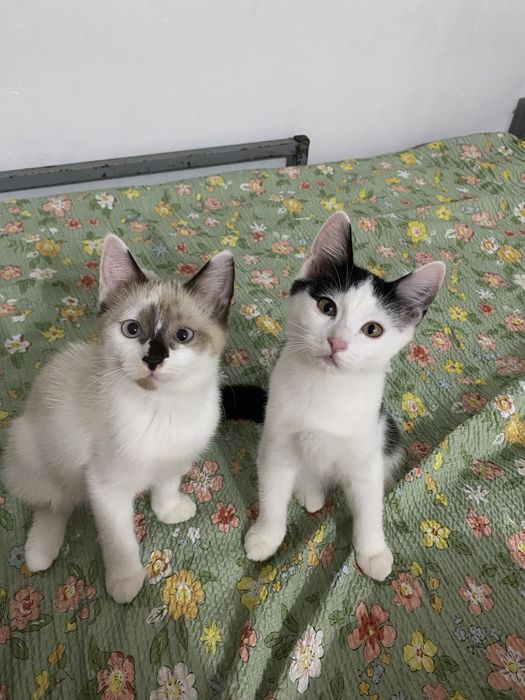 Отдам котят в добрые руки