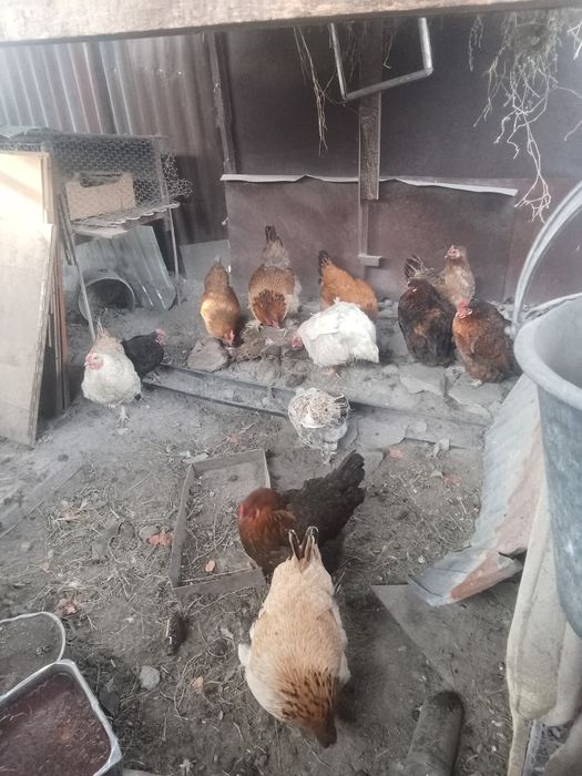 продам петухов уток курей кролов