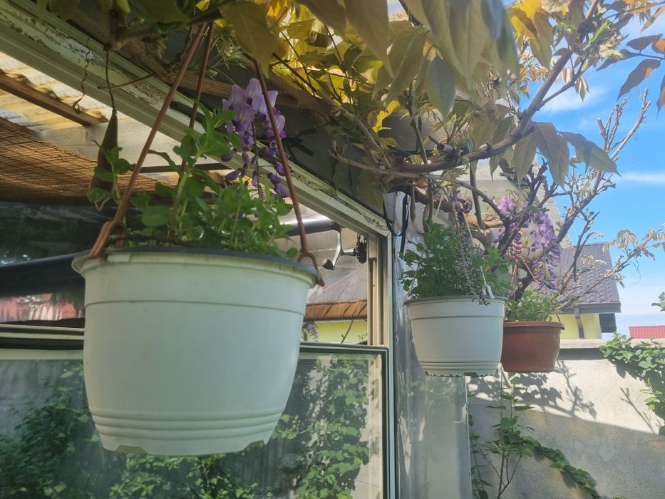 Rozmarin ,menta medicinala aromata izma,menta piperita