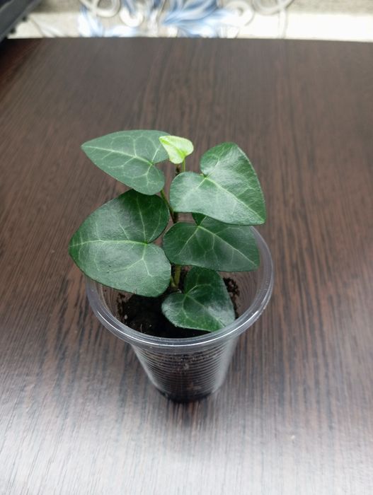 Комнатные растения