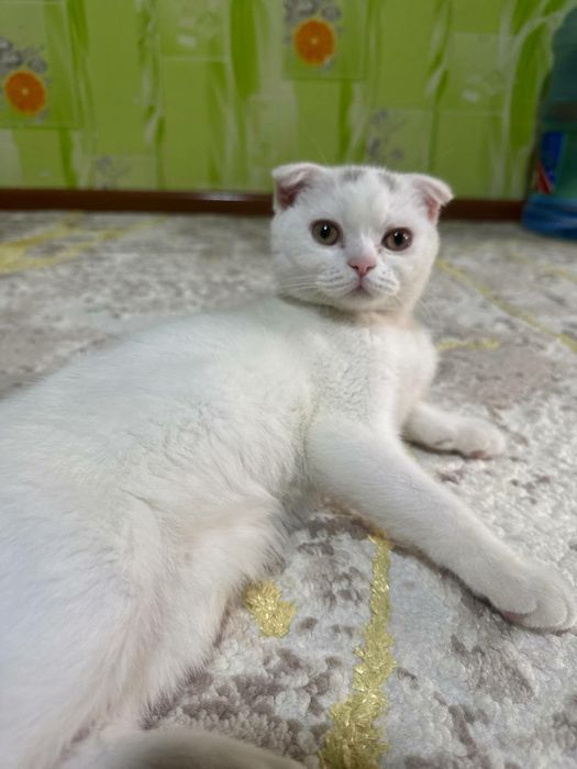 Scootish fold mushugi