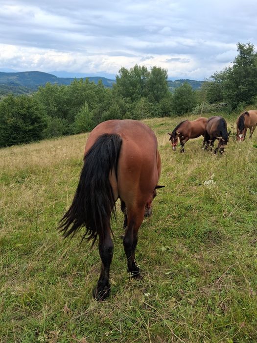 De vanzare pt mai multe detalii la tel