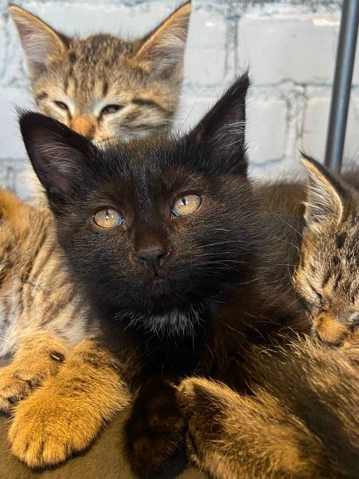 Отдам котят в добрые руки