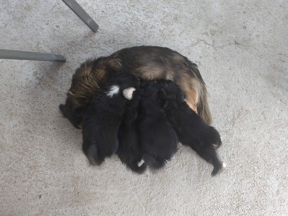 Donez cățeluși talie mica