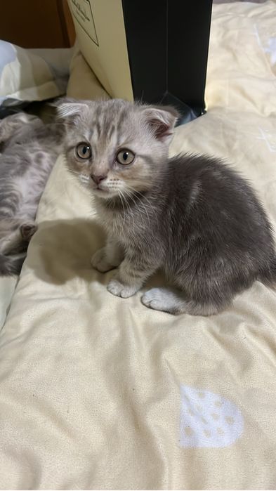 Шотландский котенок вислоухий