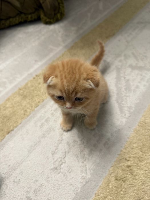 продам шотладских котят