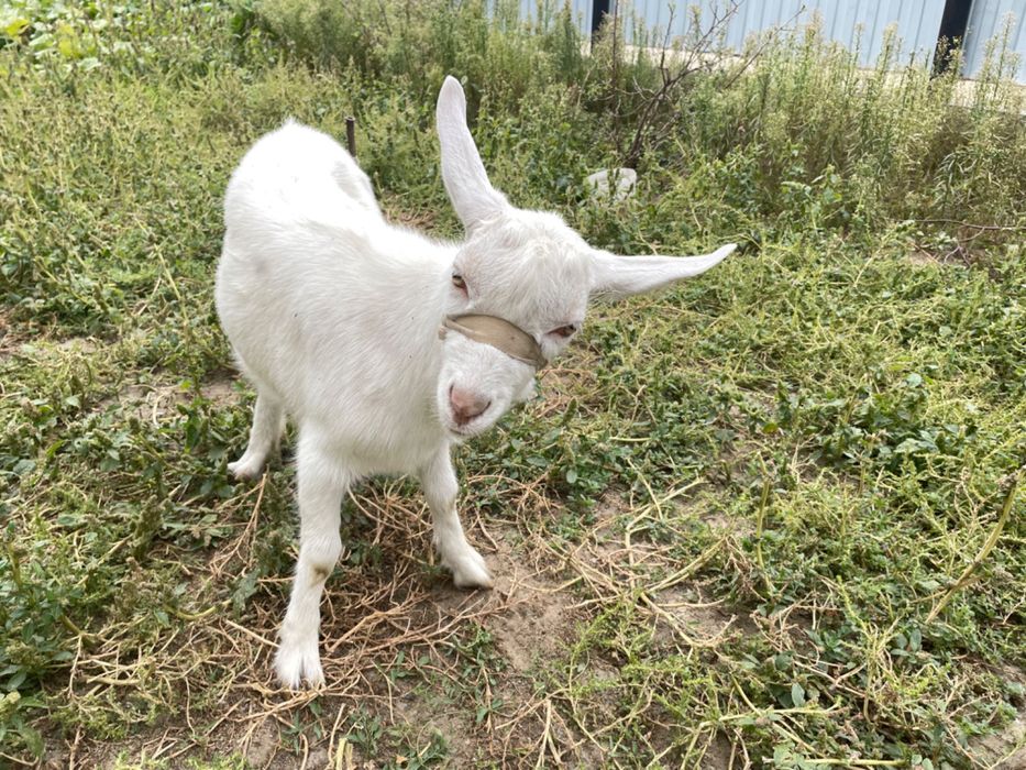 2 Ешкі сатылады, Продается козлята пародистые