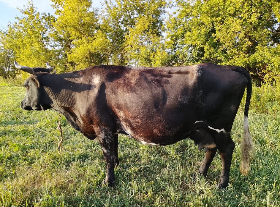 Продам коров .  Все коровы дойные .