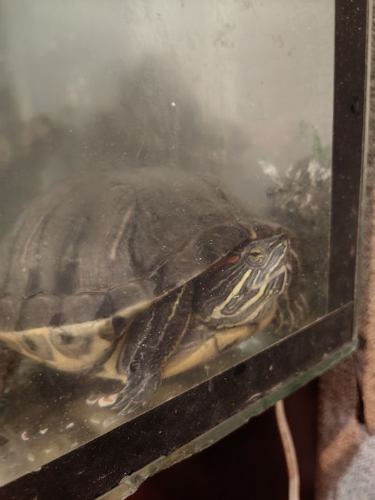 Красноухая черепаха