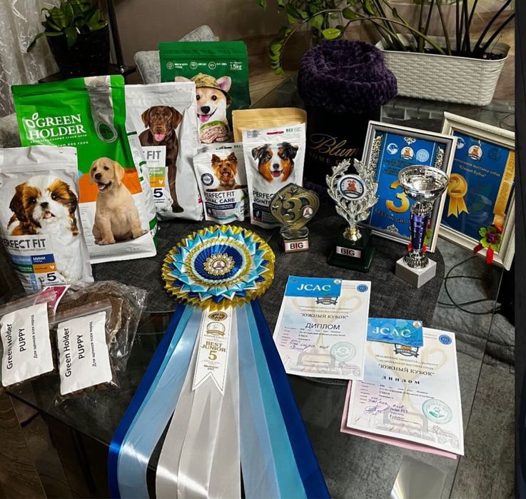 Продам шпицов мини мишки