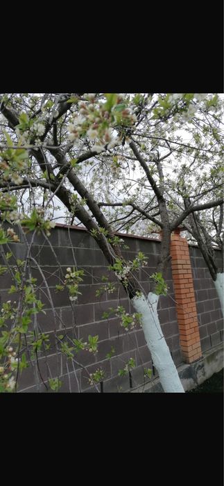 Продам Деревковую Вишню
