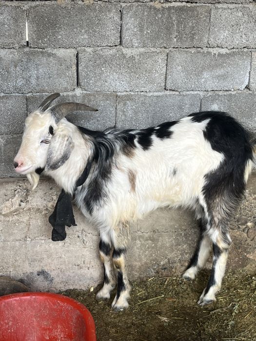 Альпиский жас теке сатылады