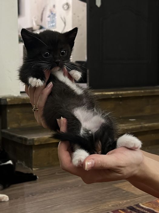 Котята в хорошие руки 2 мес