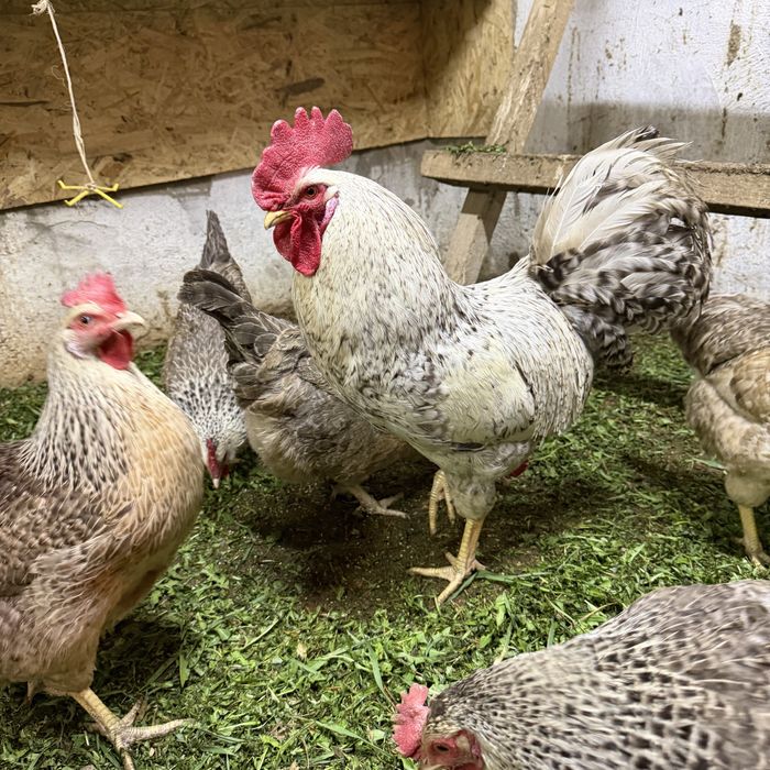 Продам породистых куриц