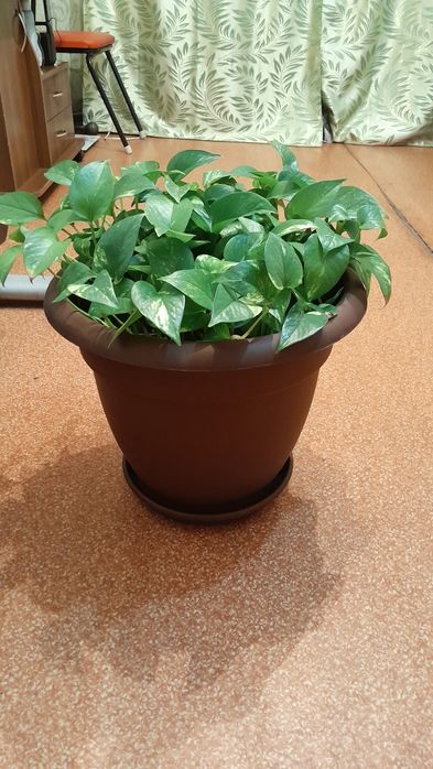 Продам 6000 тенге г.Семей