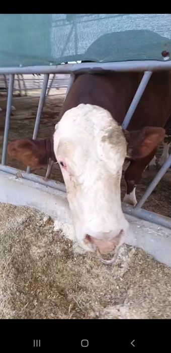 Сементал бука сотилади