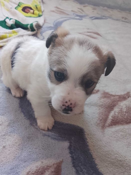 Отдам  щенка девочка