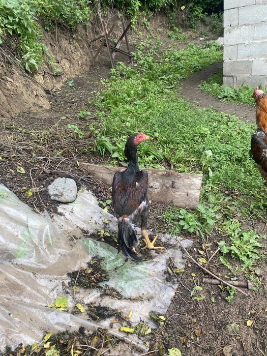 Продам дакан джужики