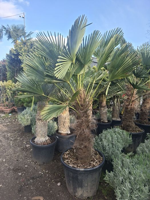 Palmieri yucca tulpina