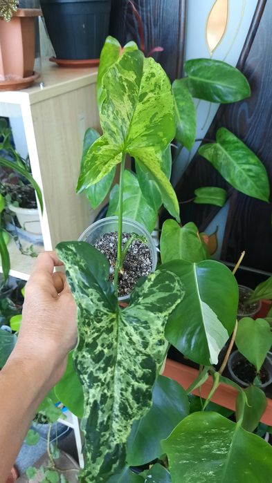 Сингониум разные