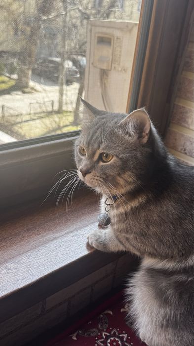 Кому нужен кот на вязку.Очень Добрый,красивый