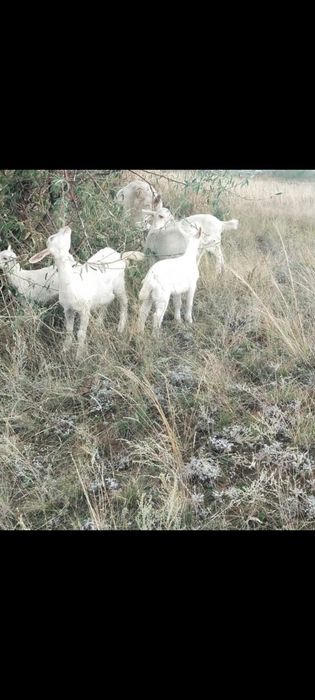 Продам козлят от дойных коз