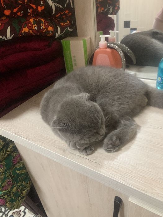 Masalan mushuk egasi axrolov biloliddin