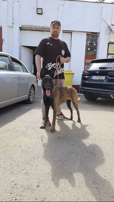 Mascul Ciobanesc Belgian Malinois cu pedigree PCI