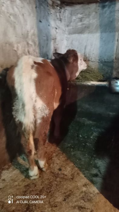 vând tauras de 3 luni jumătate