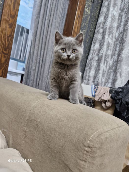 Британские котята