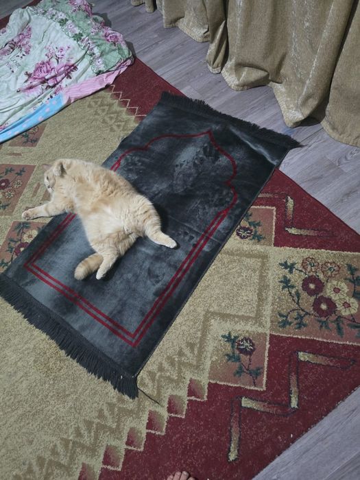 Отдам  КОТА,  в хорошие руки.