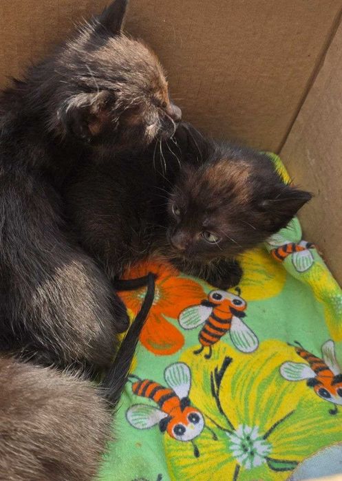 Продам котят 3 недель Цена 300 000 сум за каждого